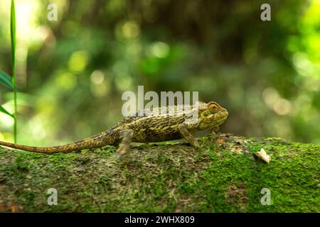 Trioceros rudis chamäleon im Wald Ugandas. Grobes Chamäleon jagt im Wald. Tiere, die die Hautfarbe ändern. Stockfoto