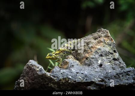 Trioceros rudis chamäleon im Wald Ugandas. Grobes Chamäleon jagt im Wald. Tiere, die die Hautfarbe ändern. Stockfoto