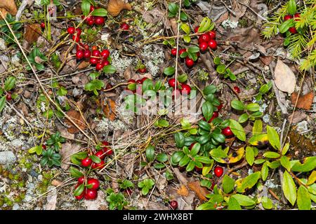 Preiselbeeren zwischen Rentiermoos in Schweden Stockfoto
