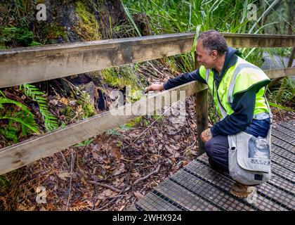 Māori Reiseleiter zeigt auf einen Lebensraum für braune Kiwi-Vögel am Fuß eines Baumes im alten Waipoua Kauri Forest in Aotearoa / Neuseeland, Te IKA-a-Maui / Stockfoto