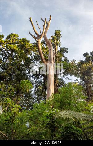 Ein Kauri-Baum, der durch eine Walddieback-Krankheit im Waipoua Forest in Aotearoa/Neuseeland, Te IKA-a-Maui/Nordinsel, Te Tai Tokera getötet wurde Stockfoto