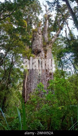 TE Matua Ngahere (Father of the Forest) ist ein riesiger Kauri (Agathis australis)-Nadelbaum im Waipoua Forest in der Northland Region, Neuseeland. T Stockfoto