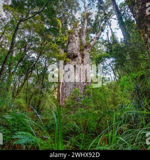 TE Matua Ngahere (Father of the Forest) ist ein riesiger Kauri (Agathis australis)-Nadelbaum im Waipoua Forest in der Northland Region, Neuseeland. T Stockfoto