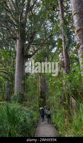 Touristen auf einem Wanderweg im alten Waipoua Kauri Forest, einem gemäßigten Regenwald in Te Tai Tokerau/Northland Region, Te IKA-a-Māui/Nordinsel Stockfoto
