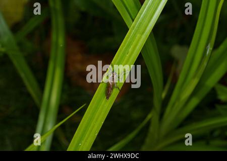 Philonicus albiceps Familie Asilidae Gattung Philonicus Dünenräuber Fliege wilde Natur Insekten Tapete, Bild, Fotografie Stockfoto