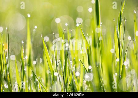 Frisches saftiges Gras mit Wassertropfen Stockfoto