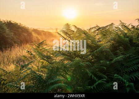 Grüner Farn bei Sonnenaufgang Stockfoto