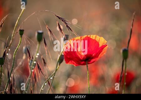 Hellrote Mohnblume im Sommer Stockfoto