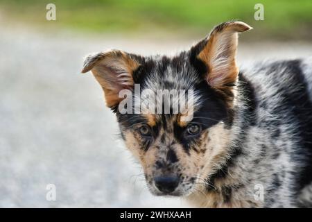Porträt eines Hundes, Foto als Hintergrund, australischer schäferhund Stockfoto