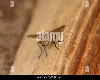 Gattung Pollenia Cluster Fliegen Familie Polleniidae wilde Natur Insekten Tapete, Bild, Fotografie Stockfoto