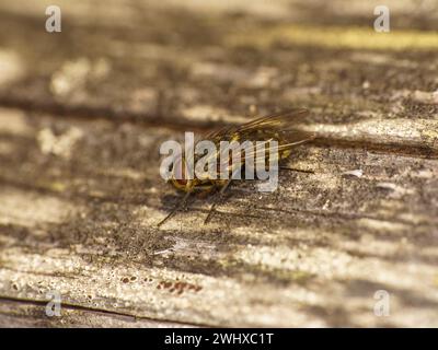 Gattung Pollenia Cluster Fliegen Familie Polleniidae wilde Natur Insekten Tapete, Bild, Fotografie Stockfoto