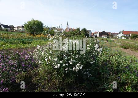 Aster Novi-Belgii, New York aster Stockfoto