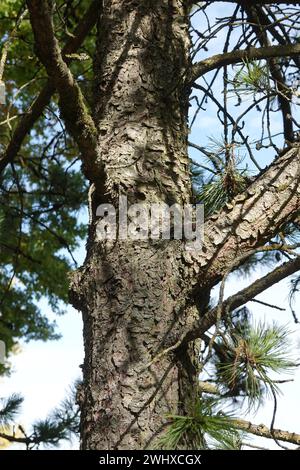 Pinus cembra, Schweizer Kiefer Stockfoto