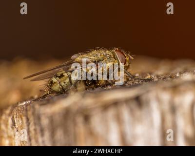 Gattung Pollenia Cluster Fliegen Familie Polleniidae wilde Natur Insekten Tapete, Bild, Fotografie Stockfoto