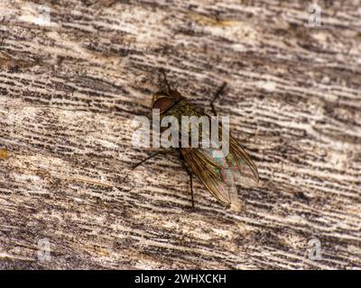 Gattung Pollenia Cluster Fliegen Familie Polleniidae wilde Natur Insekten Tapete, Bild, Fotografie Stockfoto