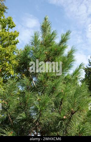 Pinus cembra, Schweizer Kiefer Stockfoto