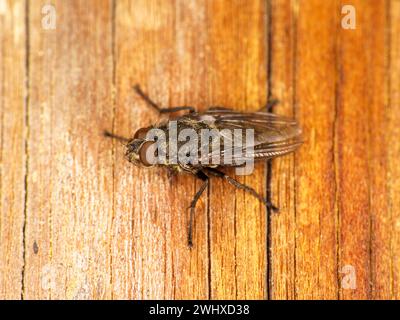 Gattung Pollenia Cluster Fliegen Familie Polleniidae wilde Natur Insekten Tapete, Bild, Fotografie Stockfoto