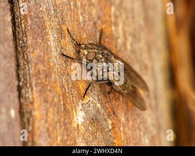 Gattung Pollenia Cluster Fliegen Familie Polleniidae wilde Natur Insekten Tapete, Bild, Fotografie Stockfoto