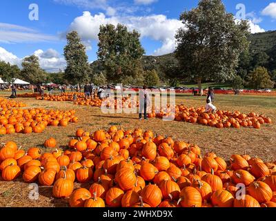 Kürbisse auf dem Feld während der Erntezeit im Herbst. Halloween-Vorbereitung Stockfoto