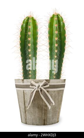 Kaktus Pflanze in Vase auf weißem Hintergrund Stockfoto