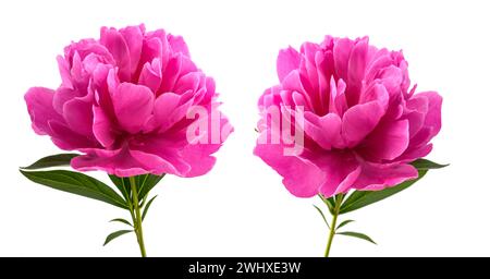 Pfingstrose Blumen isoliert auf weißem Hintergrund Stockfoto