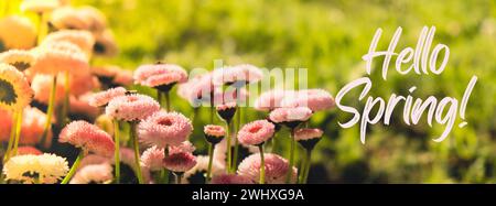 Grußkarte Text HALLO FRÜHLING Spruch Blumenbeet von schönen roten weißen Blumen auf grünem Rasenhintergrund. Gruppe der zarten Blüten in der Periode der aktiven Blüte im Frühjahr. Romantischer natürlicher Hintergrund für alle lebendigen Momente des Lebens. Landschaft im Frühling Stockfoto