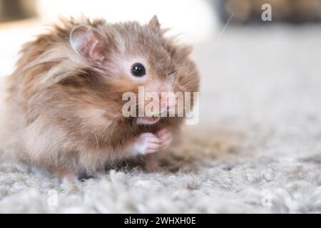 Lustiger, flauschiger syrischer Hamster isst einen grünen Kleeblatt, stopft seine Wangen. Futter für ein Nagetier, Vitamine. Nahaufnahme Stockfoto