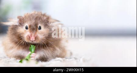 Lustiger, flauschiger syrischer Hamster isst und überrascht, stopft seine Wangen. Futter für ein Nagetier, Vitamine. Nahaufnahme, Kopierbereich Stockfoto