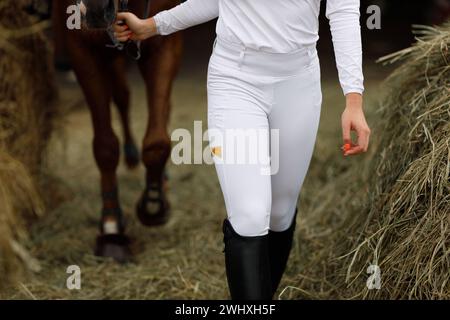 Weibliche Reiterin Jockey, die mit dem Pferd im Stall läuft und Pferderennen oder Springwettbewerbe vorbereitet. Stockfoto