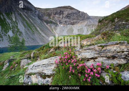 Rosa Rhododendron blüht in den Alpen Stockfoto