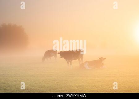 Kühe auf nebeliger Weide bei Sonnenaufgang Stockfoto
