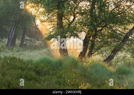 Goldene Morgensonne im Nebelwald im Sommer Stockfoto