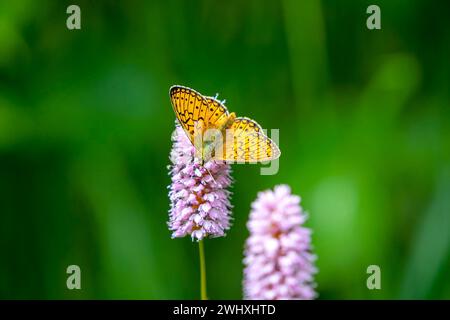 Orange Schmetterling auf rosa Blume Stockfoto