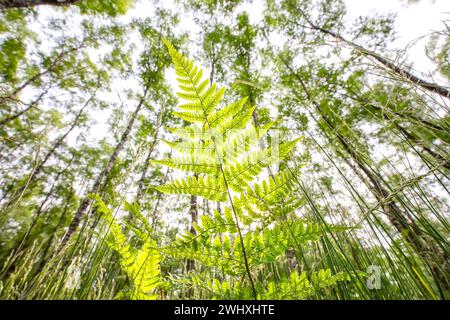 Grünes Farnblatt im Wald Stockfoto