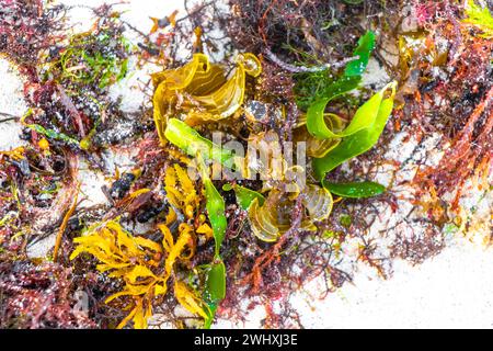 Verschiedene Arten von Seegrasgras Unkraut Algen auf Strandsand am Wasser in Playa del Carmen Quintana Roo Mexiko. Stockfoto