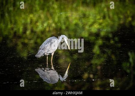 Vogel am Baldeneysee in Essen Stockfoto