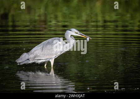 Vogel am Baldeneysee in Essen Stockfoto