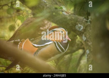 Vogel am Baldeneysee in Essen Stockfoto