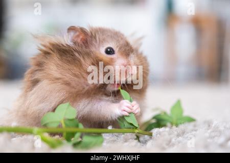 Lustiger, flauschiger syrischer Hamster isst einen grünen Kleeblatt, stopft seine Wangen. Futter für ein Nagetier, Vitamine. Nahaufnahme Stockfoto