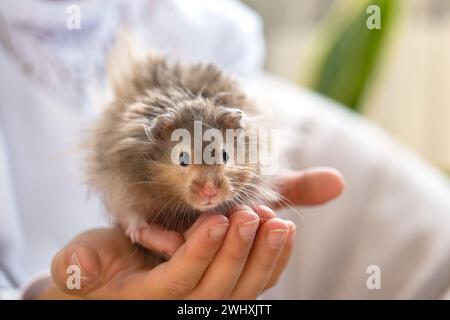 Lustiger, flauschiger, neugieriger syrischer Hamster, der in den Armen eines Kindes sitzt. Haustiergezähmtes Haustier, manuell,. Nahaufnahme, Kopierbereich Stockfoto