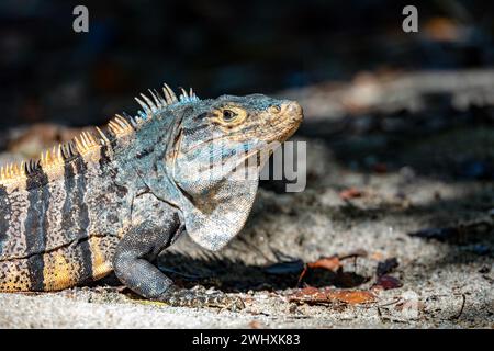 Schwarzer Stachelschwanziguan, Ctenosaura similis, Manuel Antonio Nationalpark, Tierwelt Costa Ricas Stockfoto