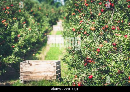 Apfelgarten voller reifender roter Früchte Stockfoto