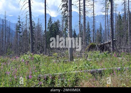 Wald bei der Rusinowa Alm mit Blick auf die hohe Tatra Stockfoto