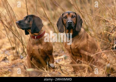 Zwei bayerische Berghunde sitzen draußen auf einer Wiese Stockfoto