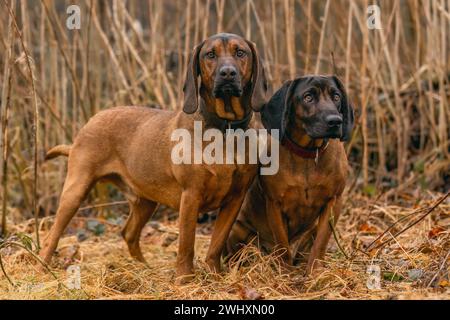 Zwei bayerische Berghunde sitzen draußen auf einer Wiese Stockfoto