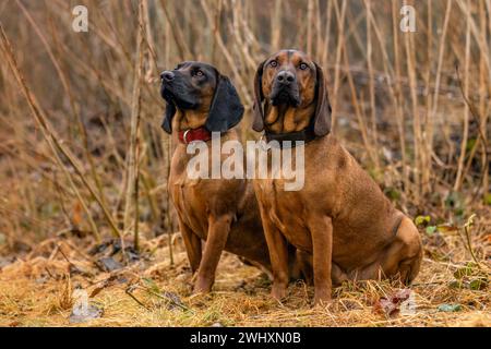 Zwei bayerische Berghunde sitzen draußen auf einer Wiese Stockfoto