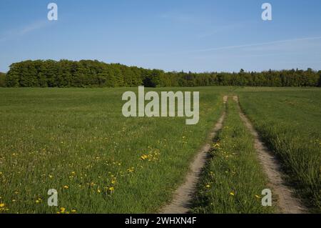 Lange Feldwege durch grasbewachsenes Feld mit gelben Taraxacum - Löwenzahnblüten im Frühjahr, Sainte-Famille, Île-d'Orleans, Quebec, Kanada. Stockfoto