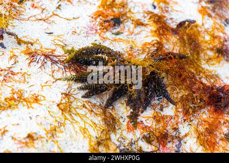 Verschiedene Arten von Seegrasgras Unkraut Algen auf Strandsand am Wasser in Playa del Carmen Quintana Roo Mexiko. Stockfoto