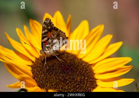 Gemalte Lady Butterfly auf Sonnenblume Stockfoto