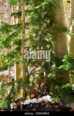 Aspen und Nadel Sapling Paar Stockfoto